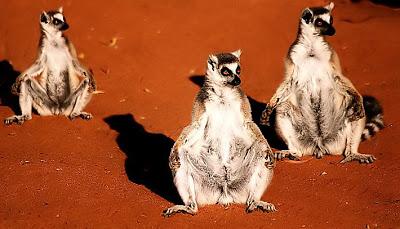 Un mystère enfin résolu ?