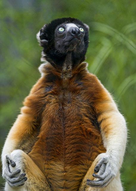 Un mystère enfin résolu ?