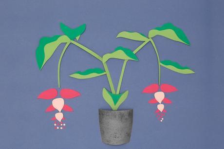 Medinilla, ADC pour Ma Plante Mon Bonheur