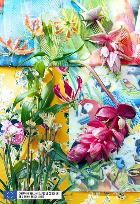 Medinilla, ADC pour Ma Plante Mon Bonheur