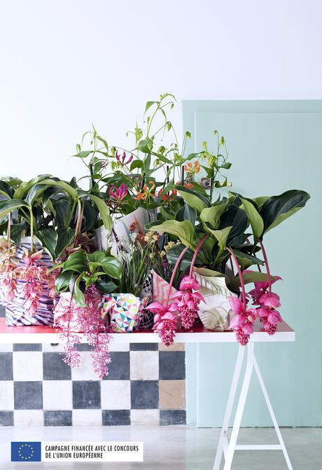 Medinilla, ADC pour Ma Plante Mon Bonheur