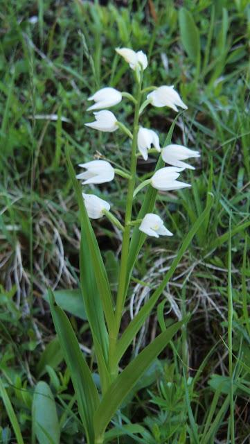 Fleurs des Alpes: Cephalenthera damasonium / la céphalanthère de Damas / Weißes Waldvöglein (Orchidacée)