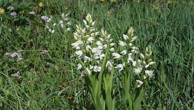 Fleurs des Alpes: Cephalenthera damasonium / la céphalanthère de Damas / Weißes Waldvöglein (Orchidacée)