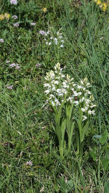 Fleurs des Alpes: Cephalenthera damasonium / la céphalanthère de Damas / Weißes Waldvöglein (Orchidacée)