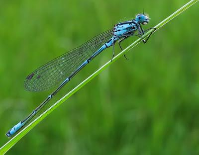 Agrion jouvencelle (Coenagrion puella)