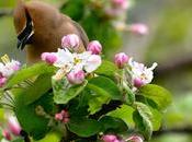 Jaseur d'Amérique...