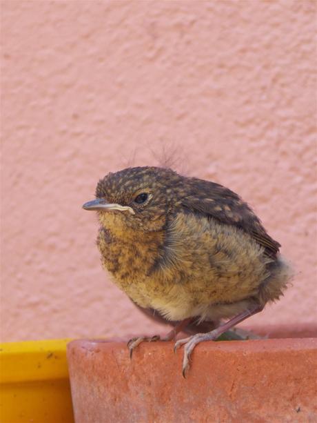 carnet de naissances