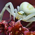 Le thomise, une araignée crabe tueuse d'insectes