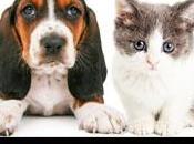 Salon national animaux compagnie Montréal