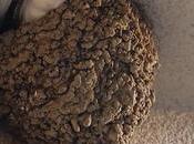 hirondelles fenêtre