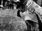 …Pendant première guerre mondiale, chien promu sergent reçu plusieurs médailles?