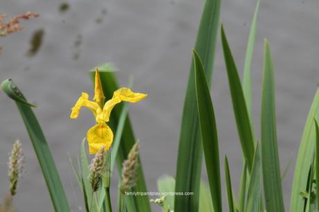 iris-eau