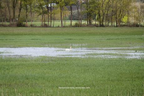 marais-goulaine-cygne
