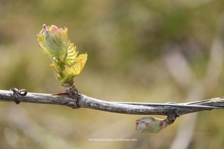 marais-goulaine-butte-roche-vigne