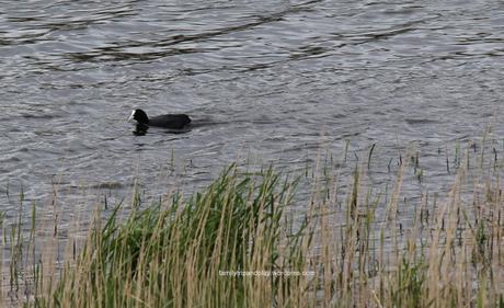 marais-goulaine-foulque-macroule