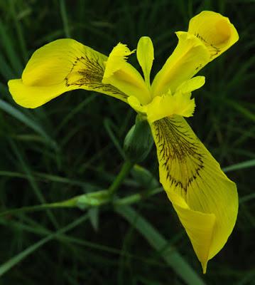 Iris faux acore (Iris pseudacorus)