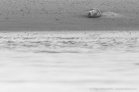 phoque-veau-marin