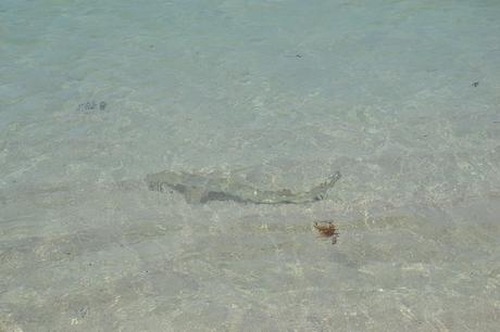 Séjour de deux semaines en Guadeloupe