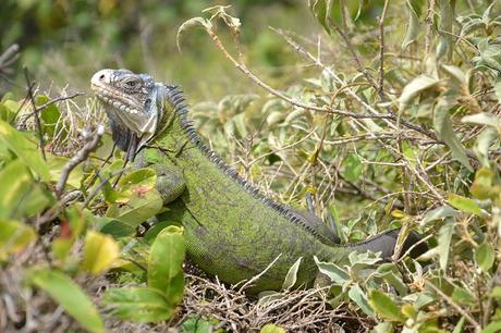 Séjour de deux semaines en Guadeloupe