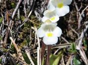 Fleurs Alpes: Pinguicula Fettkraüter Wankberg Grassettes blanches Garmisch-Partenkirchen