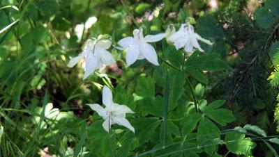 Fleurs des Alpes: Akeleien / Aquilegia / l´élégante ancolie /