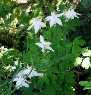 Fleurs des Alpes: Akeleien / Aquilegia / l´élégante ancolie /