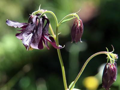 Fleurs des Alpes: Akeleien / Aquilegia / l´élégante ancolie /