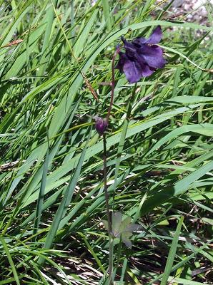 Fleurs des Alpes: Akeleien / Aquilegia / l´élégante ancolie /