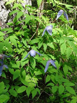 Fleurs des Alpes: Akeleien / Aquilegia / l´élégante ancolie /