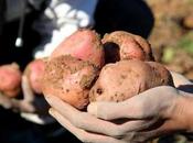 Succès 1ère expérience production semences pomme terre pré-base Guelma