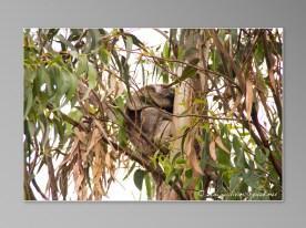 Australie Great Ocean Road GOR Lorne Koala