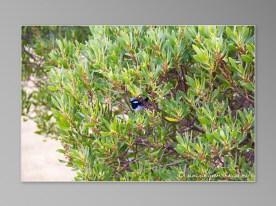 Australie Great Ocean Road GOR Aireys Inlet oiseau coloré Australie