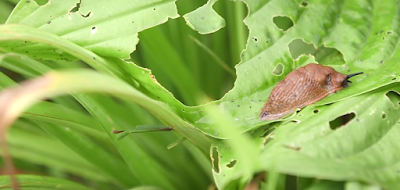 Votre meilleur allié pour vous débarrasser des limaces