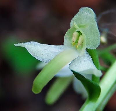 Platanthère à deux feuilles (Platanthera bifolia)
