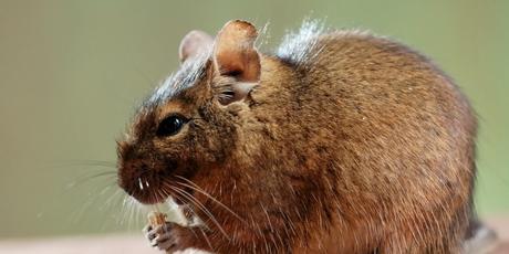 Réchauffement climatique : l'extinction des mammifères a-t-elle commencé ?