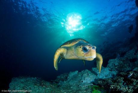 La tortue caouanne, une espèce menacée, au large du Queensland.