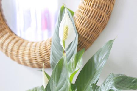 Et puis fleurir le salon