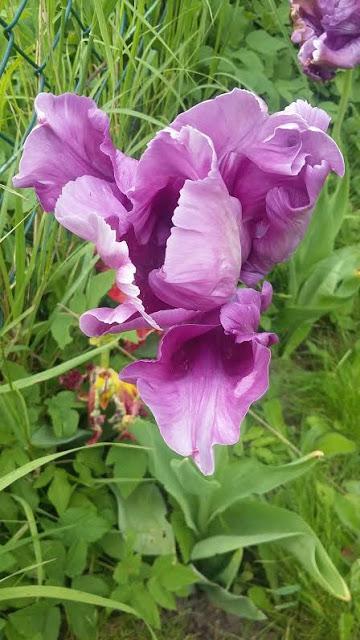 La Photo du Mois #16 : Homéostasie