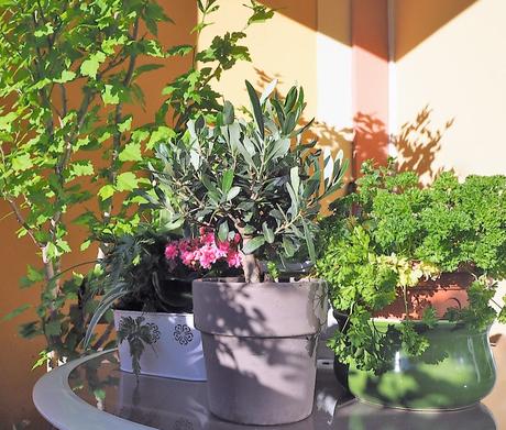 Olivier arbre pour balcon terasse