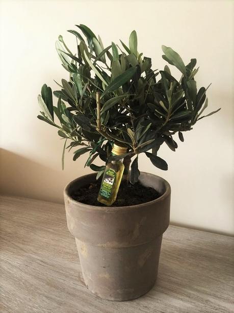 Olivier arbre Idée cadeau Fête des Pères