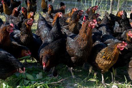 Les poulettes de la Calvette, poules et oeufs élevés en plein air