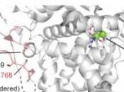 OBÉSITÉ: cuivre, agent signalisation essentiel pour brûler graisses Nature Chemical Biology