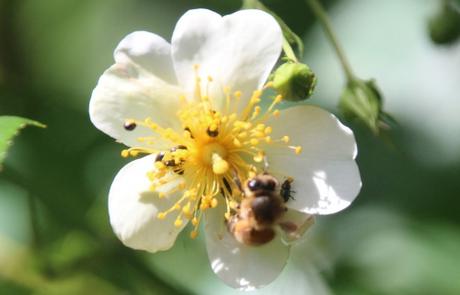 19 rosa mulliganii veneux 16 juin 2016 003.jpg