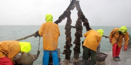 La direction des pêches et cultures marines, au ministère, vient d'être informée de cette découverte, les responsables professionnels le sont à leur tour