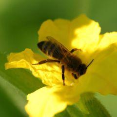 Accueillez des abeilles dans votre jardin