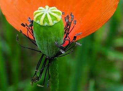 Petit coquelicot (Papaver dubium subsp. dubium)