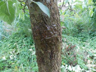 La glu arboricole contre les chenilles, pucerons et fourmis