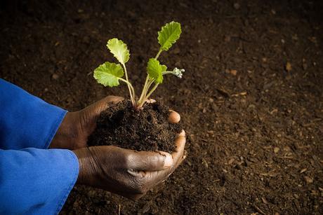 Comment les Africains rendent leur sol fertile sans endommager leur terre