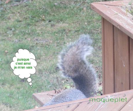 Canada - Jolis petits écureuils.....