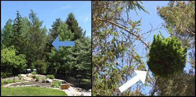 C'est quoi un balai de sorcière ?